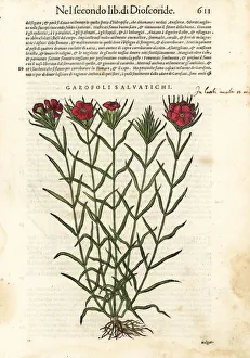 Anazarbeo Gallery: Common carnation, Dianthus caryophyllus