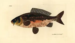 Common carp, Cyprinus carpio var Vulnerable