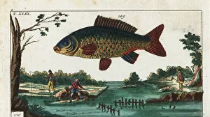 Carpio Collection: Common carp and three fishermen fishing with