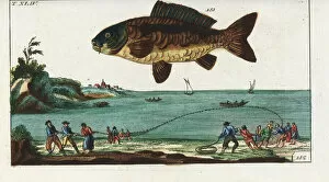 Encyclopedia Collection: Common carp and fishermen hauling in a net from the beach