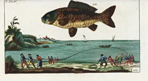 Carpio Collection: Common carp and fishermen hauling in a net from the beach