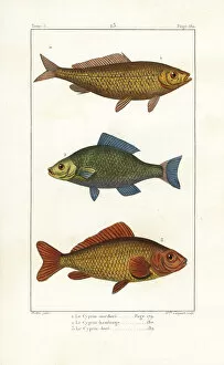 Carpio Collection: Common carp (vulnerable), bronze carp and goldfish