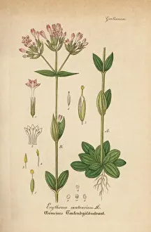 Common centaury, Centaurium erythraea