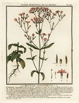 Common centaury. Centaurium erythraea
