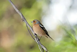 Coelebs Prints: Common Chaffinch - adult male - territorial behaviour
