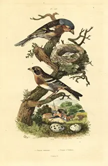 Fries Prints: Common chaffinch and brambling