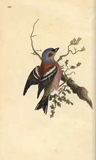 Common chaffinch, Fringilla coelebs