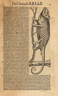 Amphibia Prints: Common chameleon, Chamaeleo chamaeleon