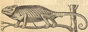 Amphibia Prints: Common chameleon, Chamaeleo chamaeleon