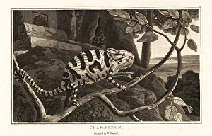 Common chameleon or Mediterranean chameleon