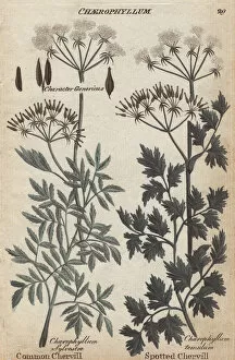 Anthriscus Gallery: Common chervil, Chaerophyllum sylvestre