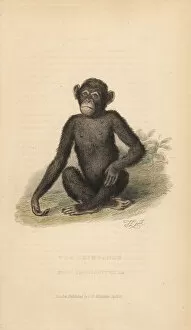 Landseer Collection: Common chimpanzee, Pan troglodytes. Endangered