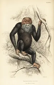 Common chimpanzee, Pan troglodytes. Endangered
