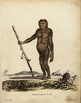 Common chimpanzee, Pan troglodytes. Endangered
