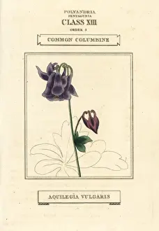 Common columbine, Aquilegia vulgaris