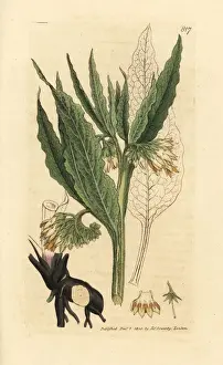 Common comfrey, Symphytum officinale