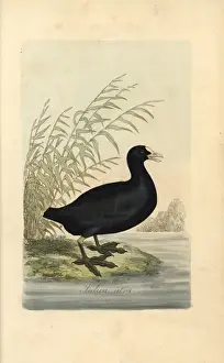 Fulica Prints: Common coot, Fulica atra