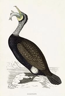 Cormorant Collection: COMMON CORMORANT (Phalacrocorax carbo) Holding a fish Date: 1851