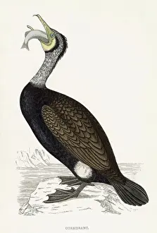 COMMON CORMORANT (Phalacrocorax carbo) Holding a fish Date: 1851