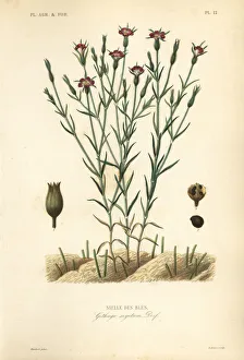 Agrostemma Gallery: Common corn-cockle, Agrostemma githago, Githago segetum
