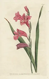Williamcurtis Prints: Common corn flag, Gladiolus communis