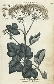 Common cow parsnip or hogweed, Heracleum sphondylium