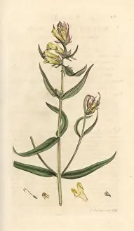 Common cow-wheat, Melampyrum pratense