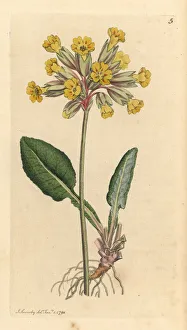 Primula Gallery: Common cowslip, Primula veris