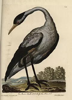 Naturae Collection: Common crane, Grus grus (Grus nostra)