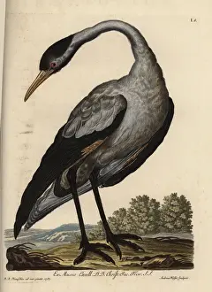 Naturalien Cabinet Prints: Common crane, Grus grus (Grus nostra)