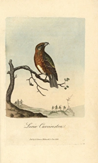Loxia Collection: Common crossbill, Loxia curvirostra