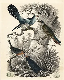 Cuckoo Prints: Common cuckoo, Cuculus canorus