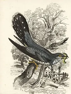 Common cuckoo, Cuculus canorus