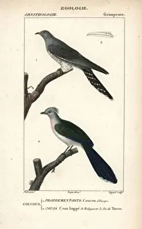 Cuckoo Prints: Common cuckoo, Cuculus canorus, and crested