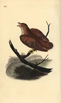 Common cuckoo (juvenile), Cuculus canorus