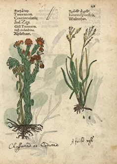 Common cudweed, Filago vulgaris, and rush