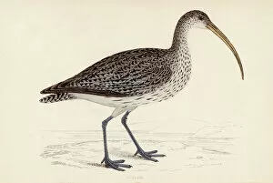1851 Collection: Common Curlew (Morris)
