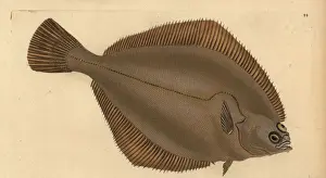 Donovan Prints: Common dab, Limanda limanda