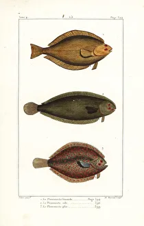 Germain Gallery: Common dab, sole and European plaice