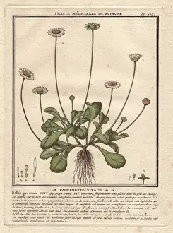 Perennis Prints: Common daisy, Bellis perennis