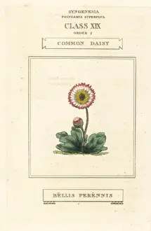 Duppa Prints: Common daisy, Bellis perennis