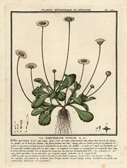 Colour Printing Prints: Common daisy, Bellis perennis