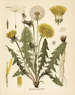 Adolph Gallery: Common dandelion, Taraxacum campylodes