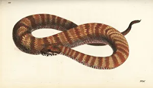 Antarctica Gallery: Common death adder, Acanthophis antarctica