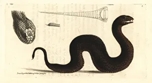 Adder Gallery: Common death adder, Acanthopis antarcticus