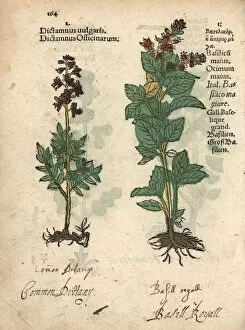 Herbal Gallery: Common dittany, Cunila mariana, and sweet