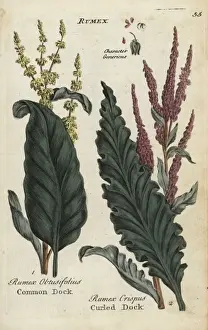 Joshuahamilton Prints: Common dock, Rumex obtusifolius, and curled