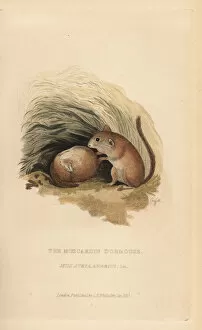 Common dormouse, Muscardinus avellanarius
