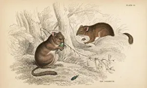 Common dormouse, Muscardinus avellanarius