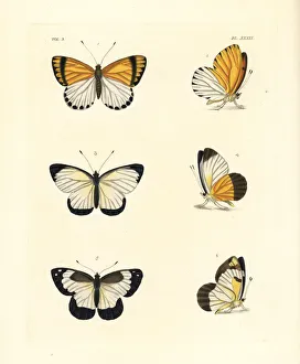 Albatross Gallery: Common dotted border, western dotted border